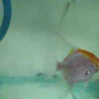 فروش انجل مولد|ماهی|مراغه, |دیوار