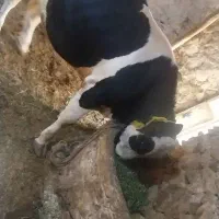 دوعدد کاو نر