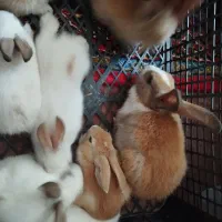 خرگوش|موش و خرگوش|قره چای, |دیوار