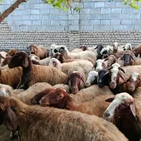 گوسفند ابستن دولاغ قوچ