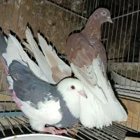 کفتر