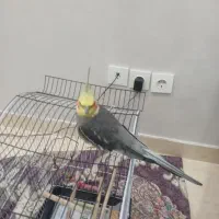 پرنده عروس
