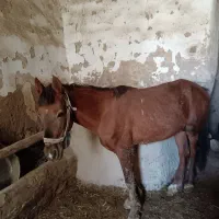 اسب نر 5سال،