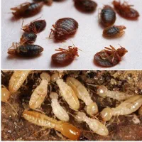 سمپاشی ساس سوسک|خدمات نظافت|تهران, پاسداران|دیوار