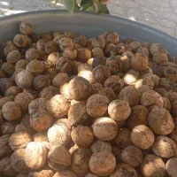 گردو بادام زعفران  آلوبخارا مغز بادام|خوردنی و آشامیدنی|یزد, |دیوار