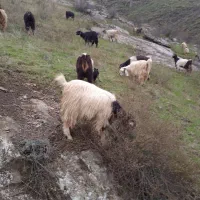 بزغاله معاوضه گوسفند وگاو|حیوانات مزرعه|اهر, |دیوار