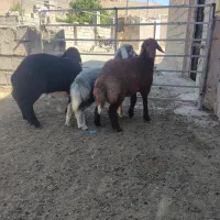 گوسفند
