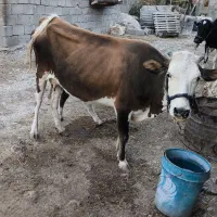 گاو گوساله|حیوانات مزرعه|بدره, |دیوار
