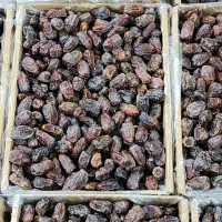 فروش خرما بصورت عمده