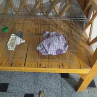 قفسه پرنده|لوازم جانبی حیوانات|مشکین‌دشت, |دیوار