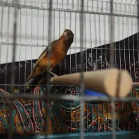 جفت مولد|پرنده|فسا, |دیوار