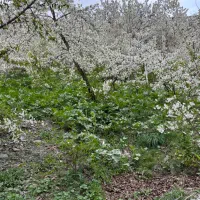 محله-زشک200-زمین-کنار-رود-خانه-ساخت-ازاذ