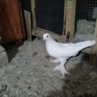 چندتا کبوتر|پرنده|تبریز, |دیوار