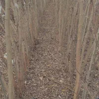 انواع نهال مثمر و غیر مثمر به صورت عمده باکف قیمت