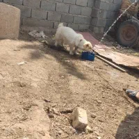 پاکوتاه