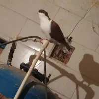 ماده شیرازی سرخ کاکلی عتیقه