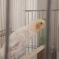 عروس هلندی با قفس بزرگ