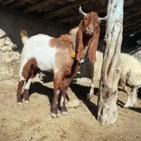 نربز یک سال|حیوانات مزرعه|مانه, |دیوار