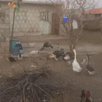 مرغ خروس بوقلمون|حیوانات مزرعه|هریس, |دیوار