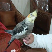 عروس هلندی|پرنده|اصفهان, خلیل آباد|دیوار