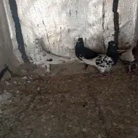 3تا کفتر حراج