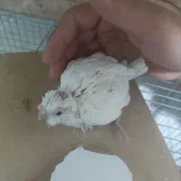 عروس هلندی سرلاکی واگذاری رایگان