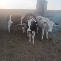 گوساله فروشی