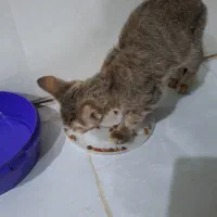 بچه گربه dsh|گربه|بوشهر, |دیوار