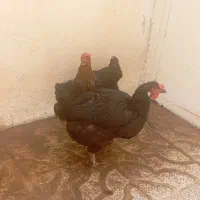 دو عدد مرغ تخم گذار