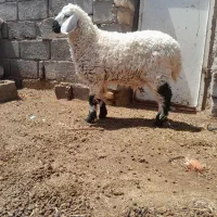 بزبا۲کهره فروشی ماده ویک بره چاق