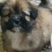 توله‌سگ‌پاپی