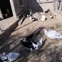 اردک روسی|حیوانات مزرعه|شیراز, آبیاری|دیوار