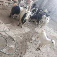 بز وکهره داشتی