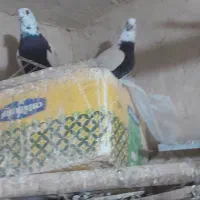 کبوتر فروشی|پرنده|لالجین, |دیوار