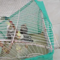 عروس هلندی|پرنده|مزرعه کتول, |دیوار