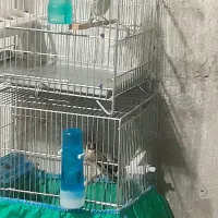 سهره