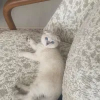 گربه اسکاتیش نر فولد