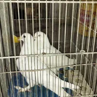 کبوتر سفید پاپر مغلق|پرنده|برخوار, |دیوار