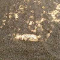برنج چمپا و چلتوک