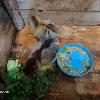 ۲ عدد جوجه محلی اهلی شده