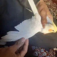 عروس هلندی نر|پرنده|بندر امام خمینی, |دیوار