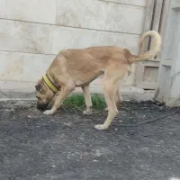 سگ سرابی نر