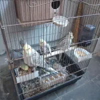 عروس هلندی مولد