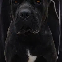 توله کنگرسو .و دوتا کنگرسو بالغ|سگ|لواسان, |دیوار