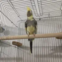 عروس هلندی نر|پرنده|ارومیه, |دیوار