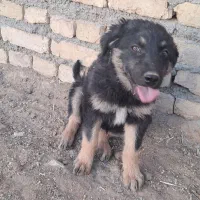 توله سگ ماده