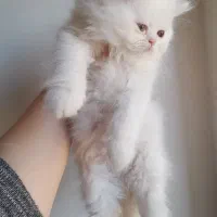 گربه پرشین بریتیش|گربه|لاهیجان, شهید آوینی|دیوار