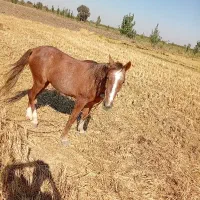 اسب مادیان|اسب و تجهیزات اسب‌سواری|فاضل آباد, |دیوار