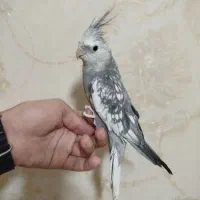 عروس هلندی وایت نر سخنگو