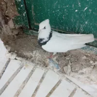 کبوتر گرفته